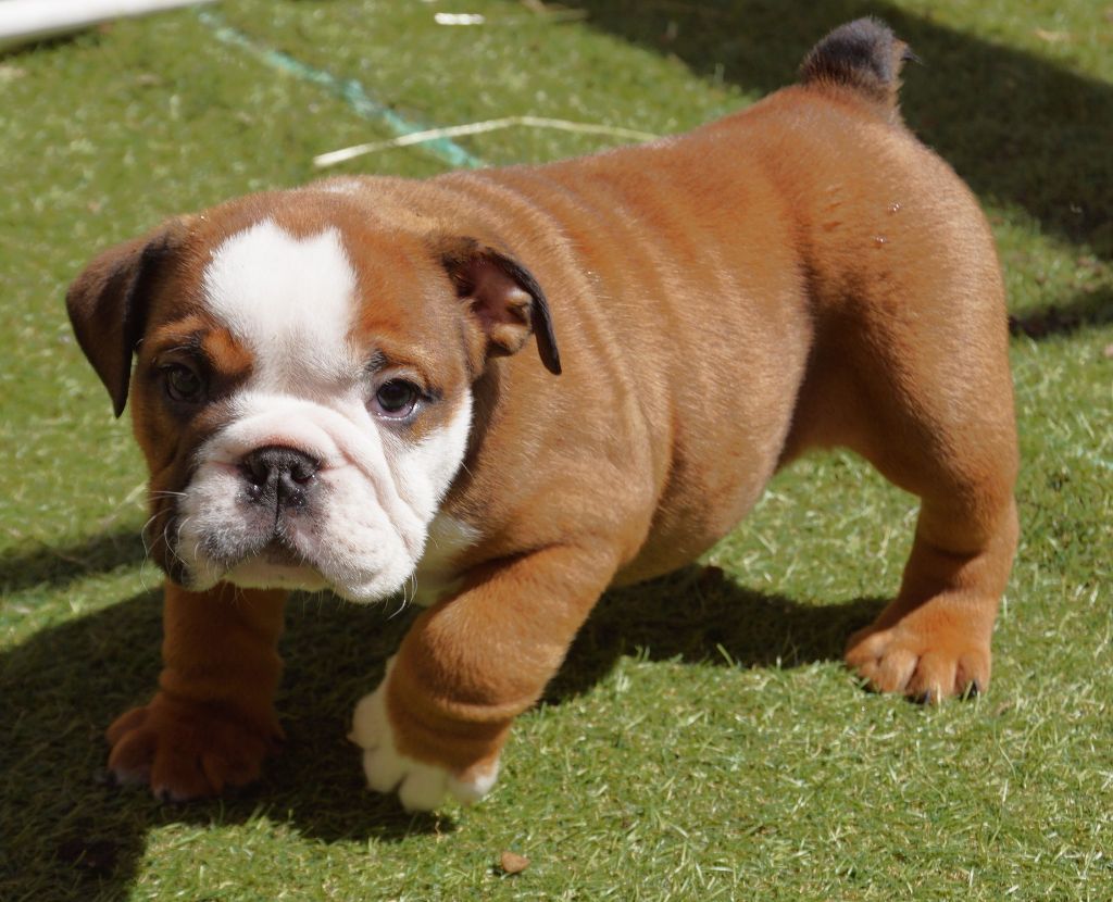 Des Sweety Bullyz - Chiots disponibles - Bulldog Anglais