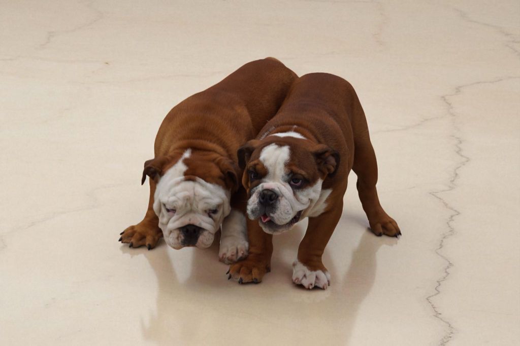 Des Sweety Bullyz - Bulldog Anglais - Portée née le 24/03/2025