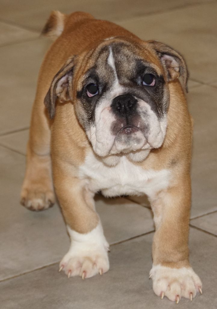 Des Sweety Bullyz - Chiots disponibles - Bulldog Anglais