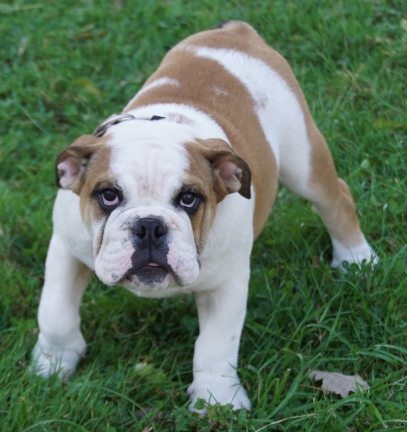 Des Sweety Bullyz - Chiots disponibles - Bulldog Anglais