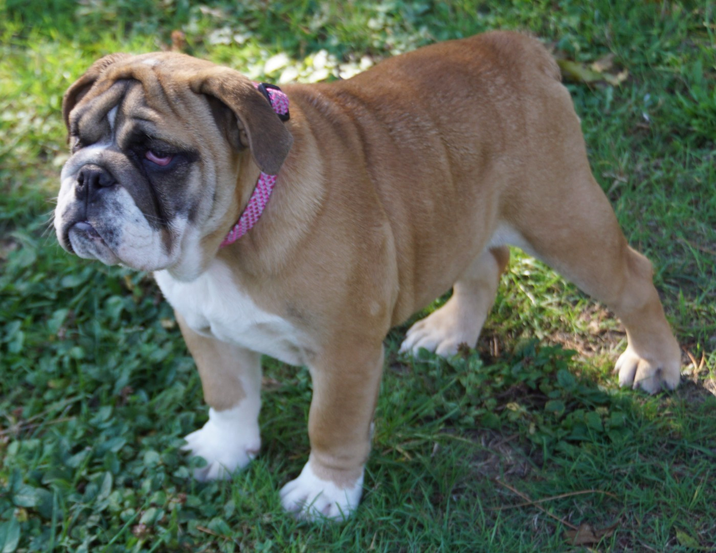 Des Sweety Bullyz - Chiots disponibles - Bulldog Anglais