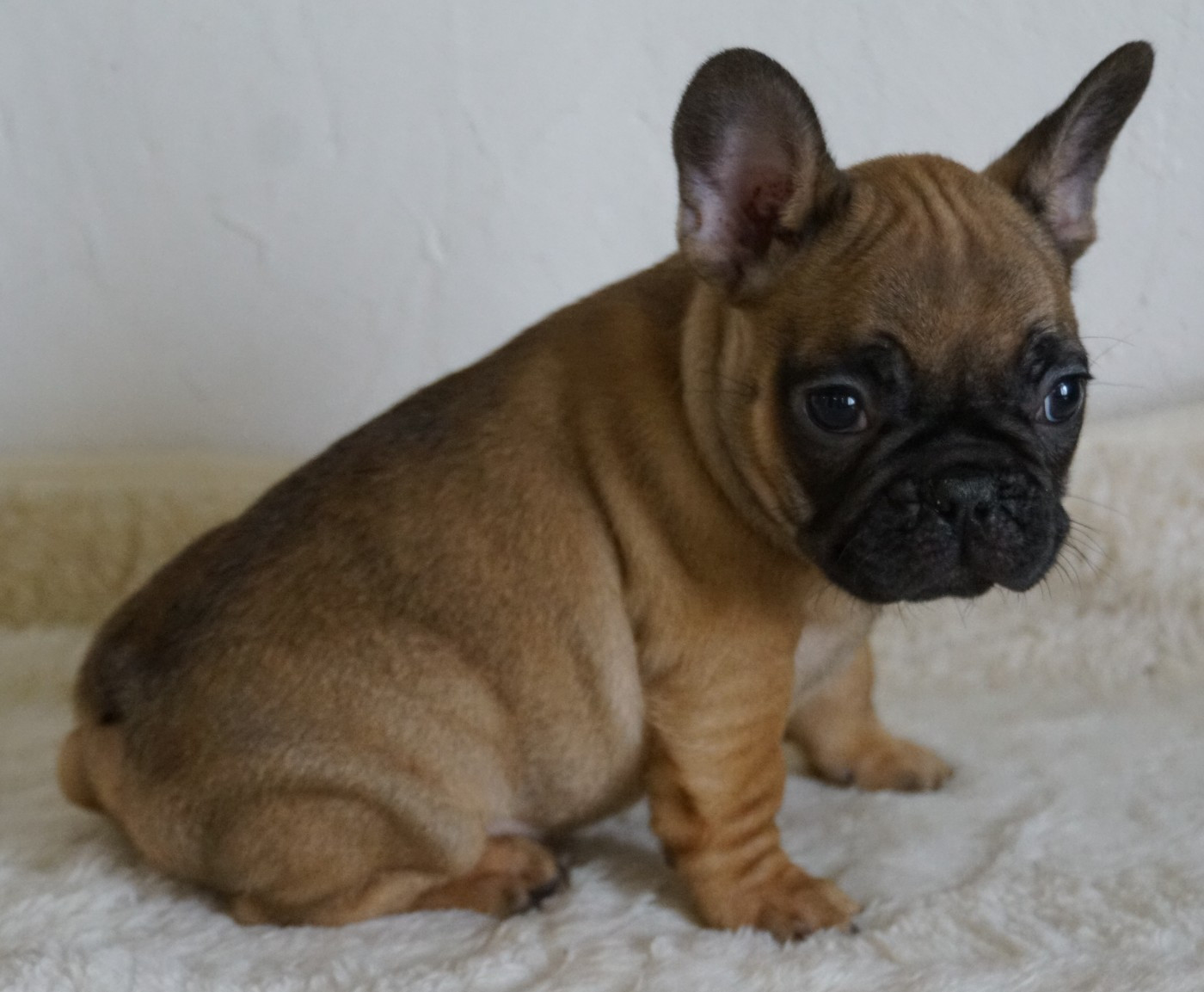 Des Sweety Bullyz - Chiots disponibles - Bouledogue français