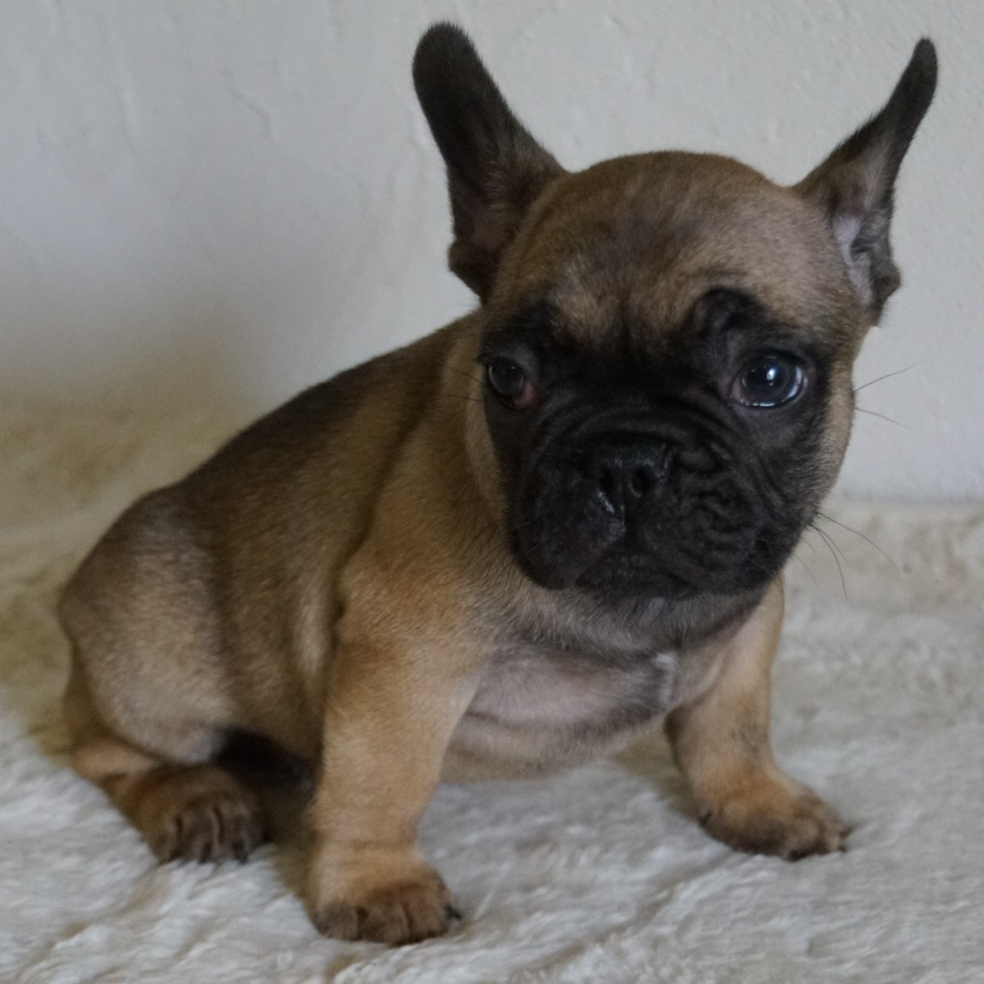 Des Sweety Bullyz - Chiots disponibles - Bouledogue français