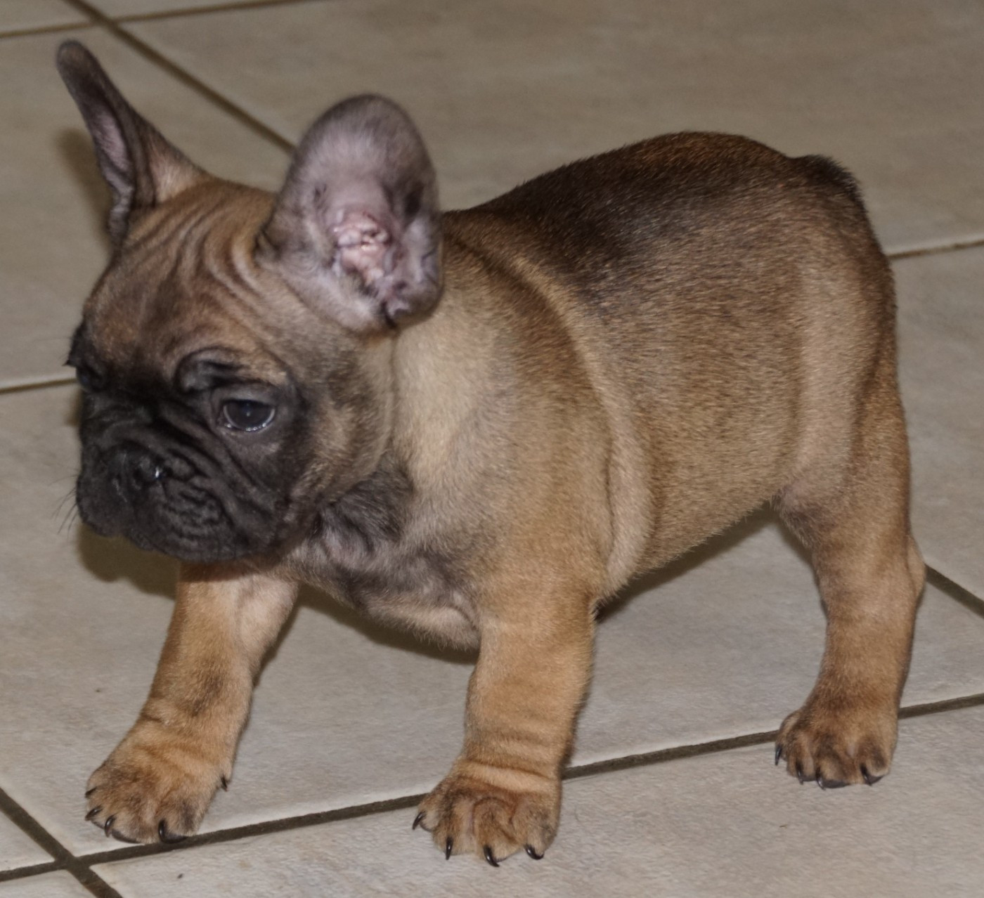 Des Sweety Bullyz - Chiots disponibles - Bouledogue français