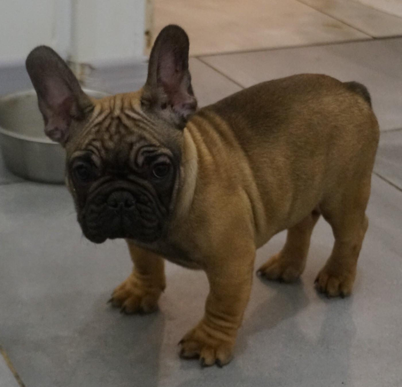 Des Sweety Bullyz - Chiots disponibles - Bouledogue français
