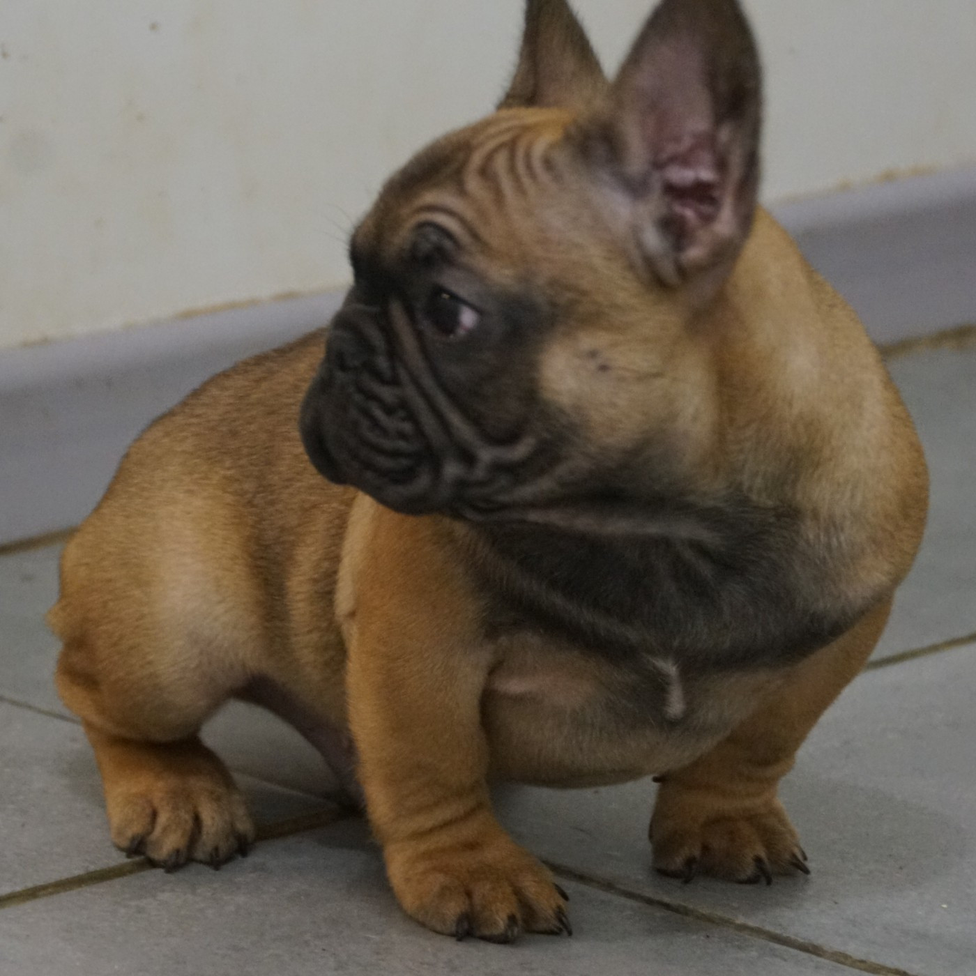 Des Sweety Bullyz - Chiots disponibles - Bouledogue français