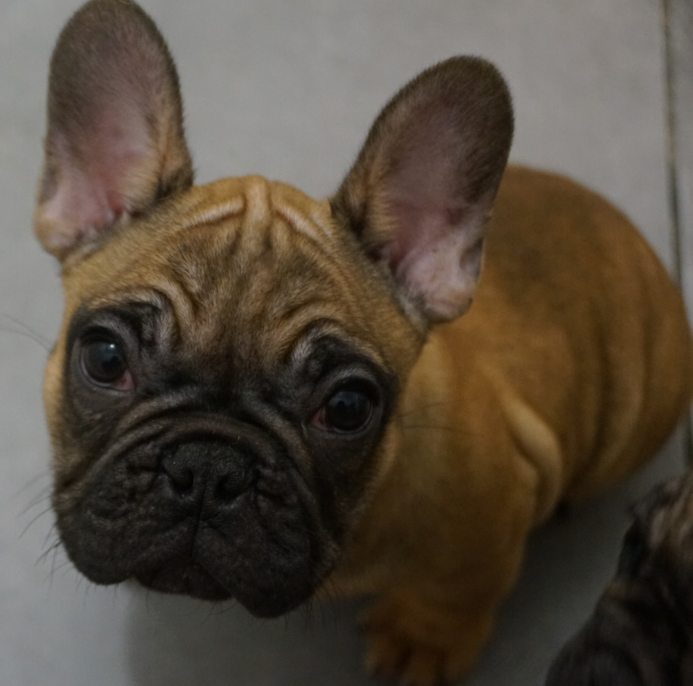 Des Sweety Bullyz - Chiots disponibles - Bouledogue français
