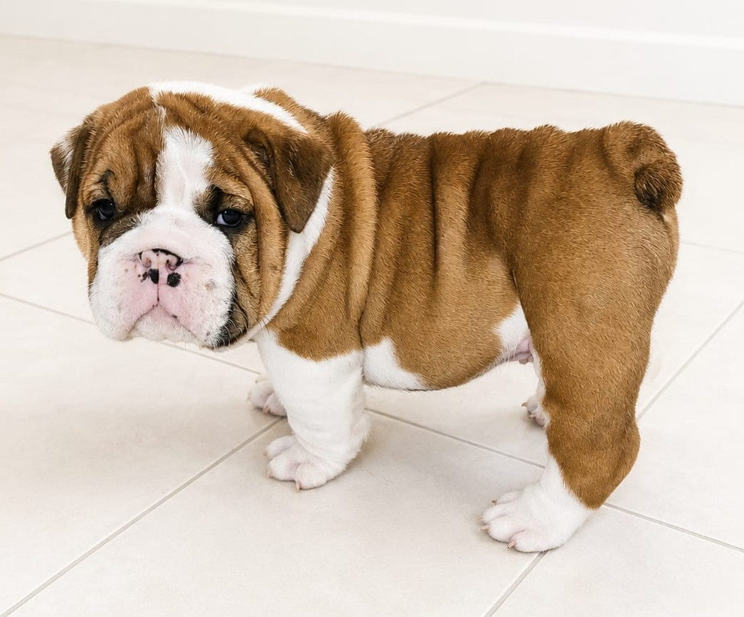 Des Sweety Bullyz - Chiots disponibles - Bulldog Anglais