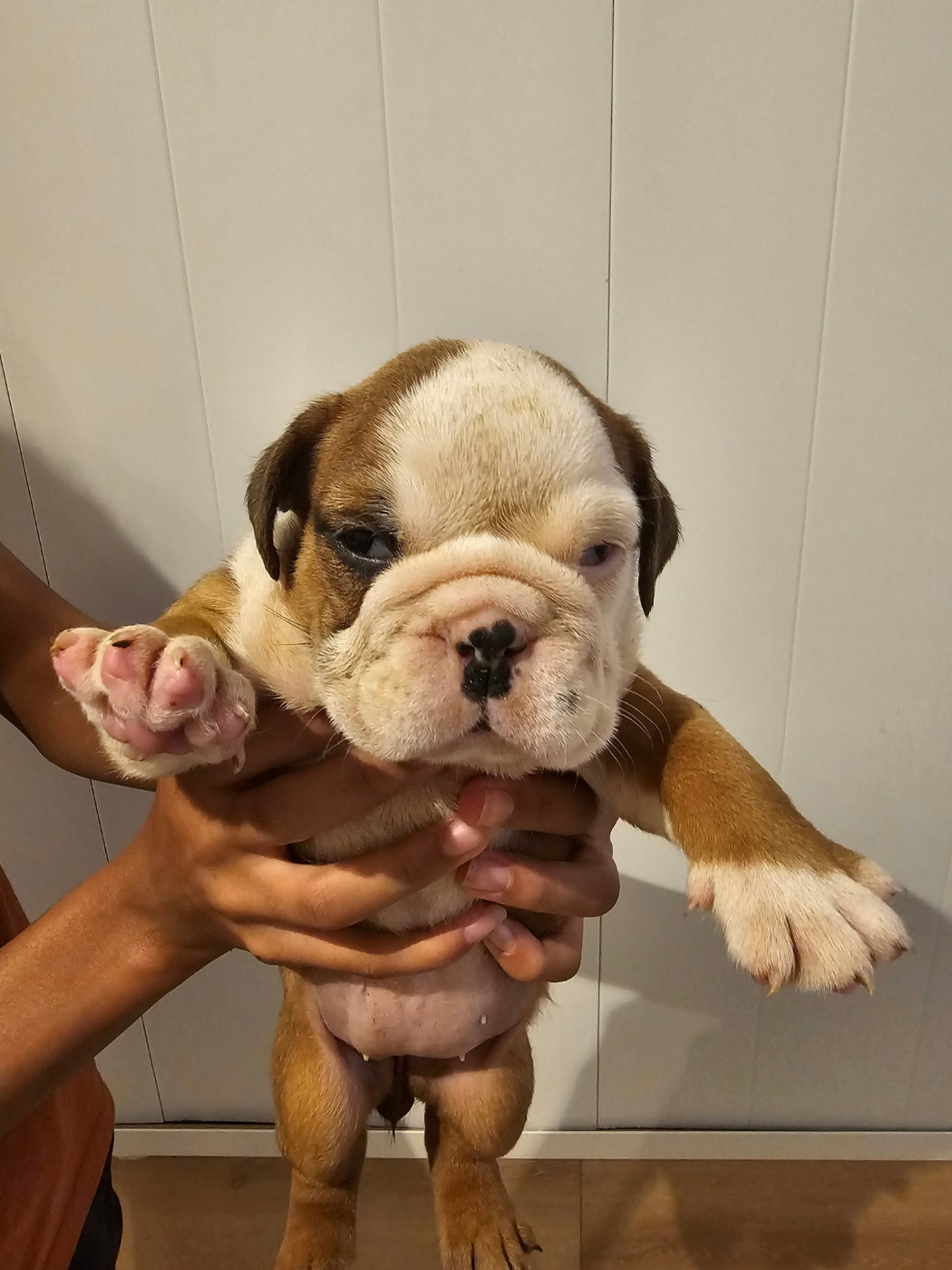 Des Sweety Bullyz - Chiots disponibles - Bulldog Anglais