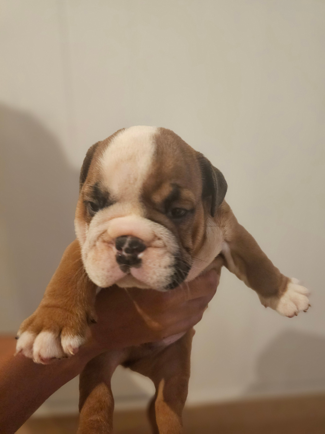 Des Sweety Bullyz - Chiots disponibles - Bulldog Anglais