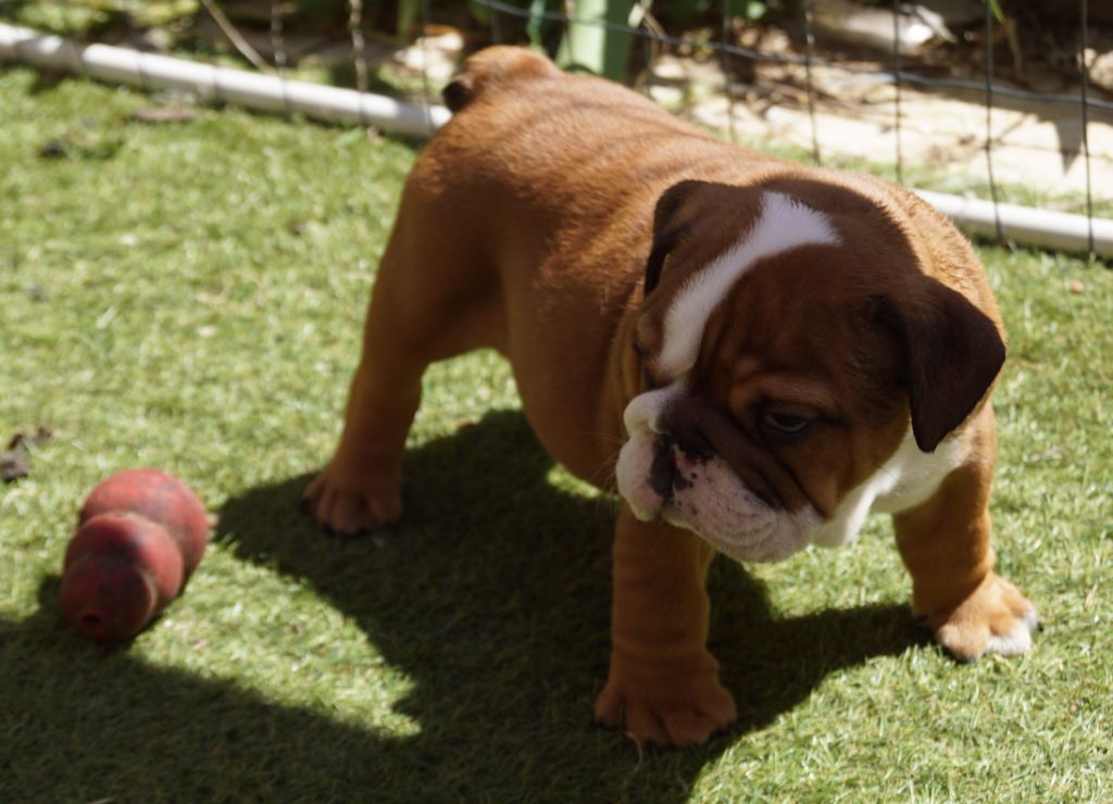 Des Sweety Bullyz - Chiots disponibles - Bulldog Anglais