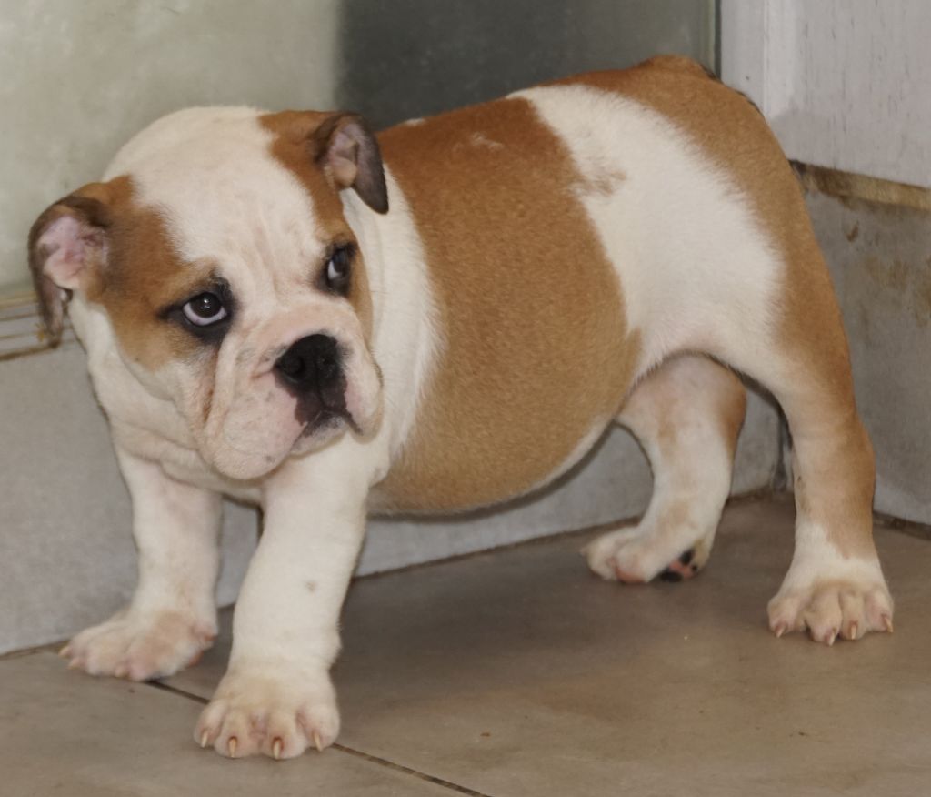 Des Sweety Bullyz - Chiots disponibles - Bulldog Anglais