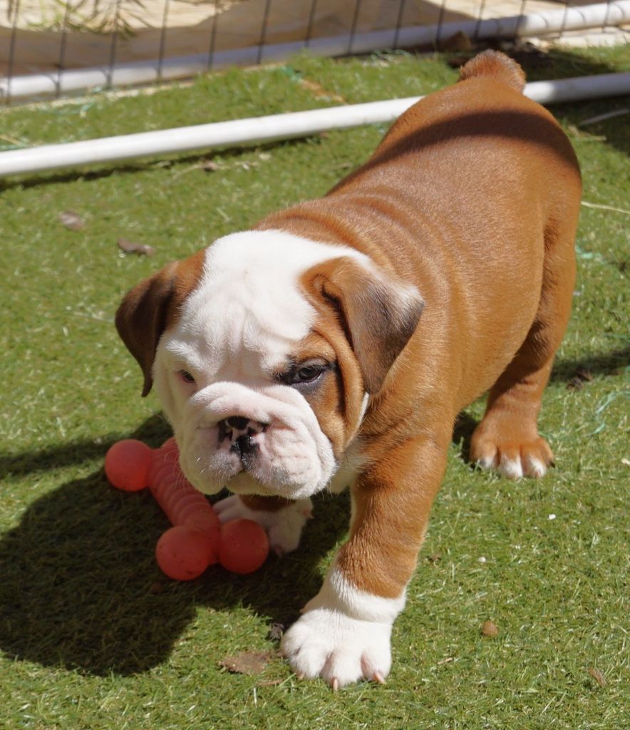 Des Sweety Bullyz - Chiots disponibles - Bulldog Anglais