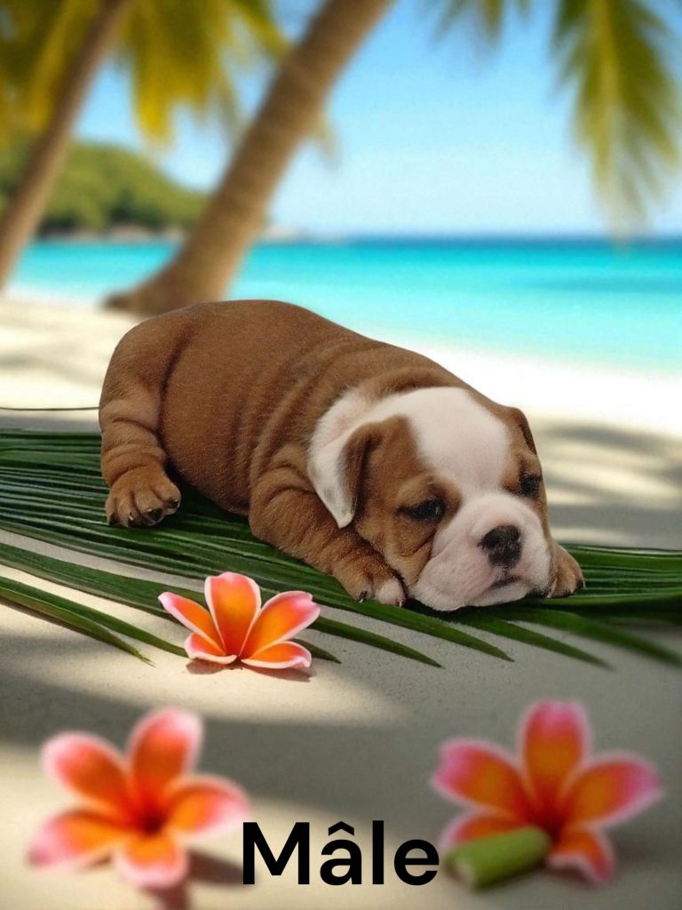 Des Sweety Bullyz - Chiots disponibles - Bulldog Anglais