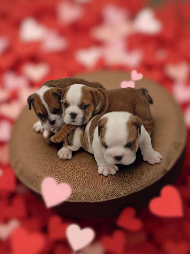 Chiot Bulldog Anglais Des Sweety Bullyz