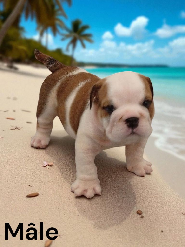 Des Sweety Bullyz - Chiots disponibles - Bulldog Anglais