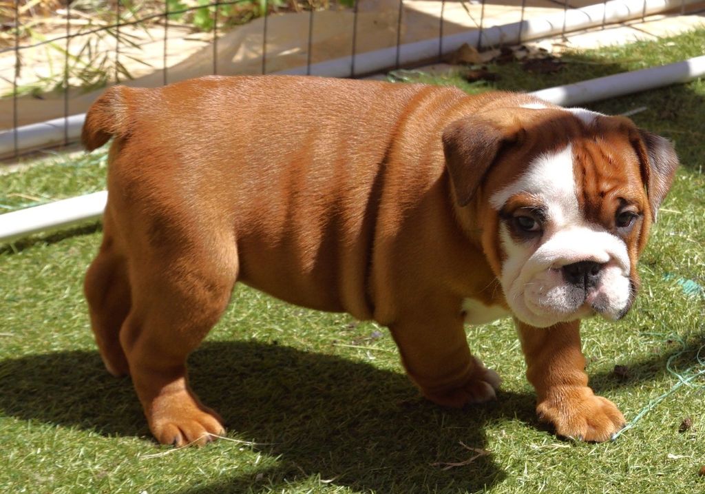 Des Sweety Bullyz - Chiots disponibles - Bulldog Anglais