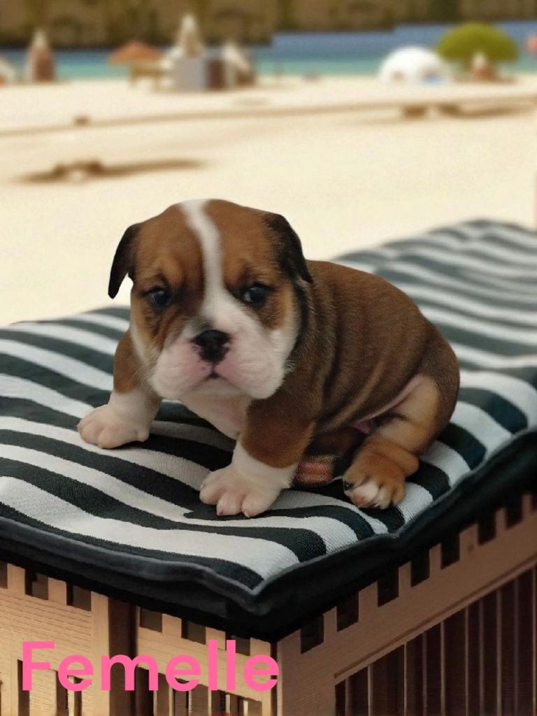Des Sweety Bullyz - Chiots disponibles - Bulldog Anglais
