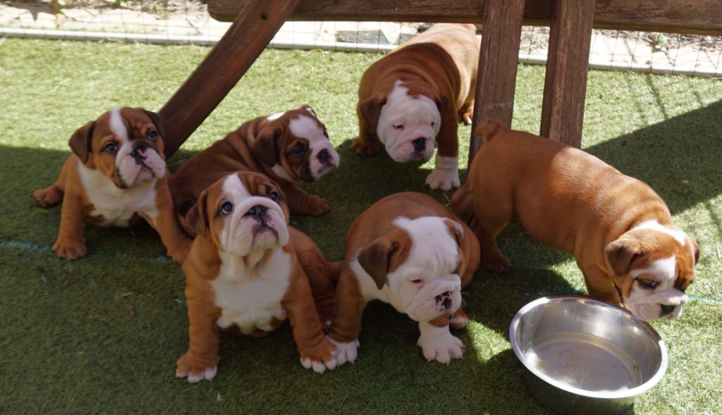 Chiot Bulldog Anglais Des Sweety Bullyz