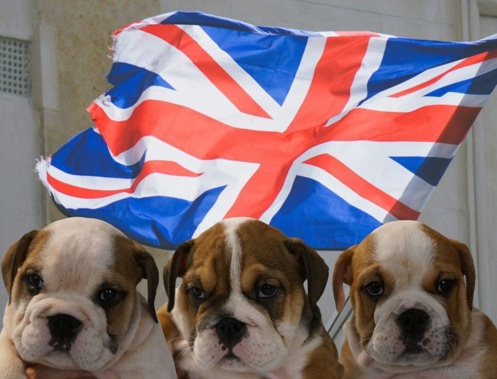 Chiot Bulldog Anglais Des Sweety Bullyz