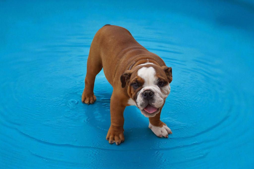 Des Sweety Bullyz - Chiots disponibles - Bulldog Anglais
