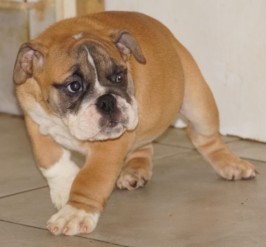 Des Sweety Bullyz - Chiots disponibles - Bulldog Anglais