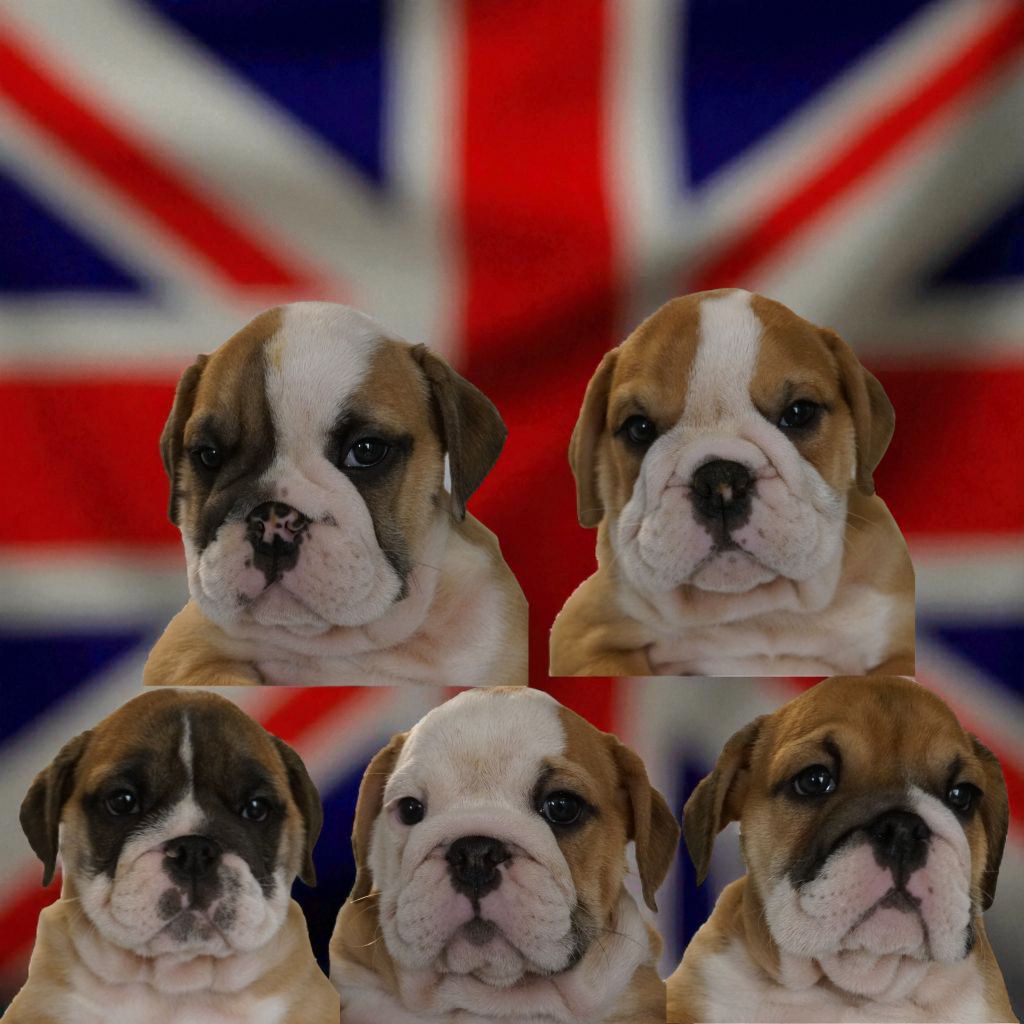Des Sweety Bullyz - Bulldog Anglais - Portée née le 14/06/2025