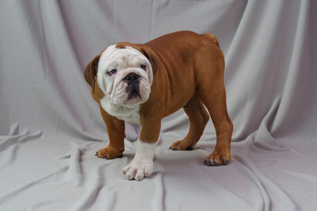 Des Sweety Bullyz - Chiots disponibles - Bulldog Anglais