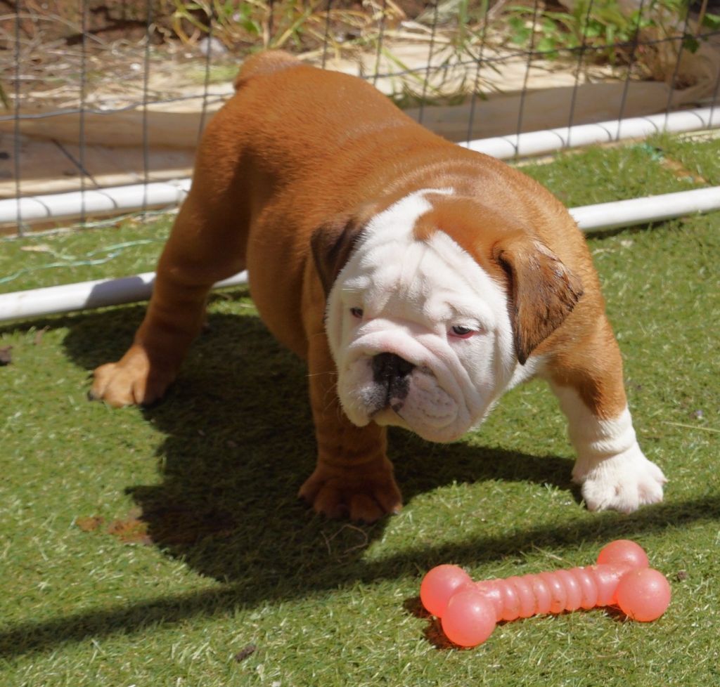 Des Sweety Bullyz - Chiots disponibles - Bulldog Anglais